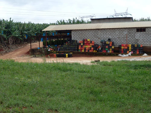 Banana Plantation Packing and Operations Center.